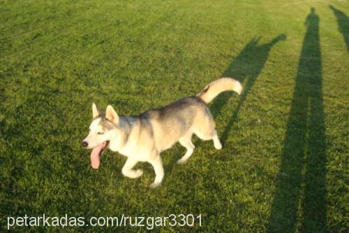 rüzgar Dişi Sibirya Kurdu (Husky)