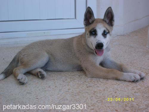 rüzgar Dişi Sibirya Kurdu (Husky)