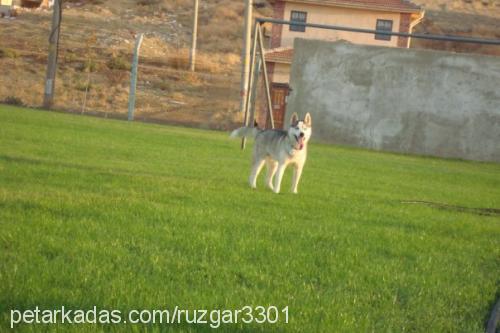 rüzgar Dişi Sibirya Kurdu (Husky)