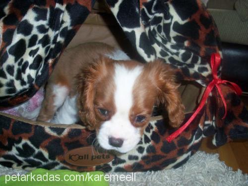 karemel Erkek Cavalier King Charles Spanieli