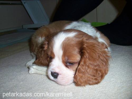 karemel Erkek Cavalier King Charles Spanieli