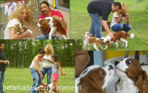 karemel Erkek Cavalier King Charles Spanieli