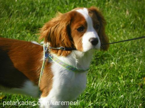 karemel Erkek Cavalier King Charles Spanieli