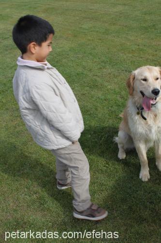 maylo Erkek Golden Retriever