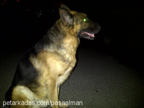 paşa Erkek Alman Çoban Köpeği