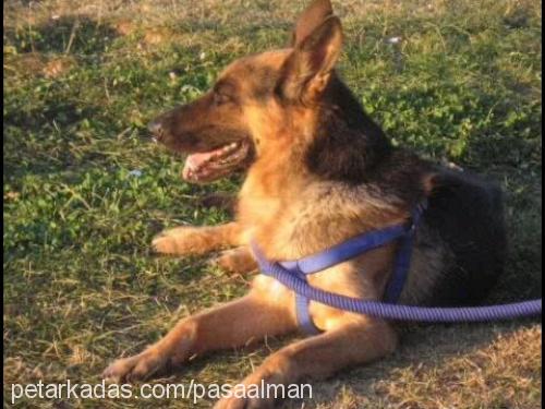 paşa Erkek Alman Çoban Köpeği