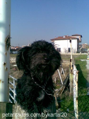 zeytin Dişi Cairn Terrier