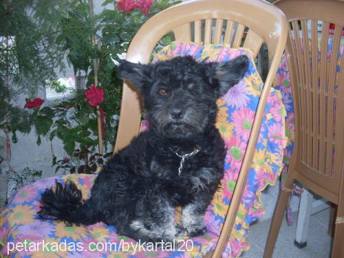 zeytin Dişi Cairn Terrier