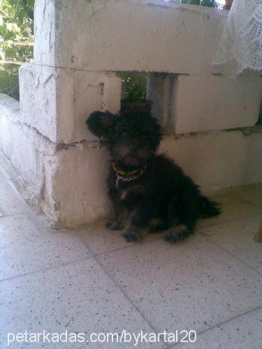 zeytin Dişi Cairn Terrier