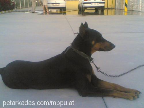 dodi Dişi Doberman Pinscher