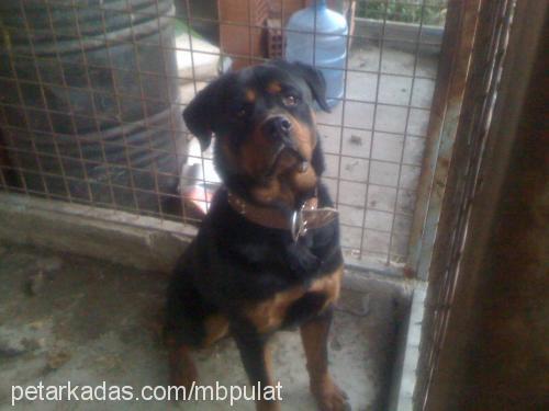 ares Erkek Rottweiler