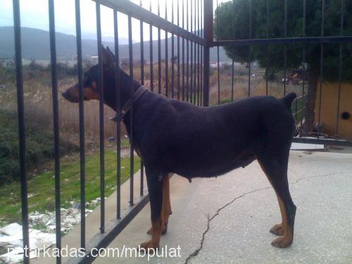 dodi Dişi Doberman Pinscher