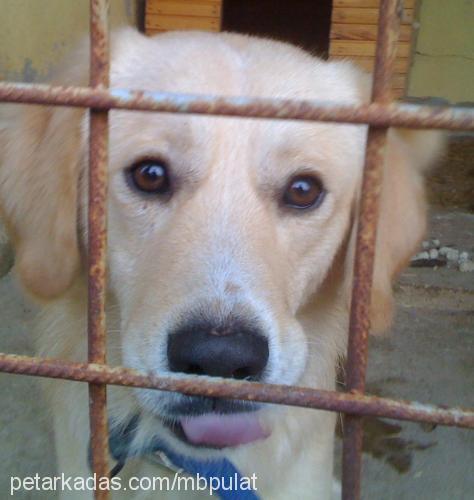 micheal Erkek Golden Retriever