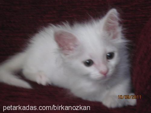 tanem Dişi Ankara Kedisi (Angora)