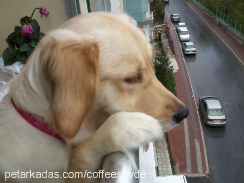 coffee Dişi Golden Retriever