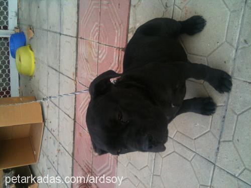 house Erkek Cane Corso Italiano