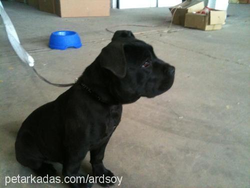 house Erkek Cane Corso Italiano