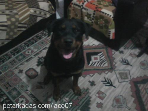 Şila Dişi Rottweiler