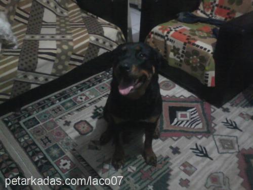 Şila Dişi Rottweiler