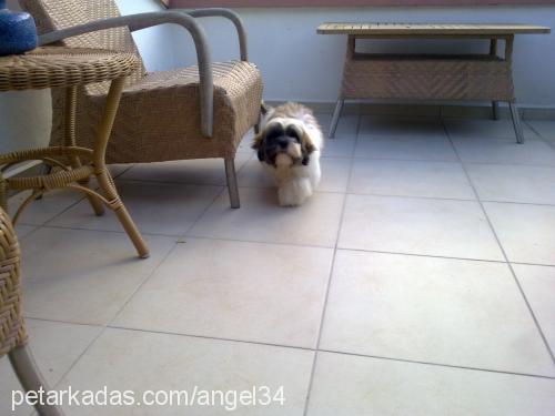 pufİ Erkek Shih-Tzu