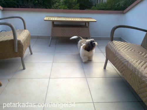 pufİ Erkek Shih-Tzu