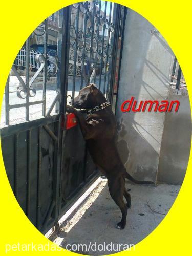 duman Dişi Amerikan Staffordshire Terrier