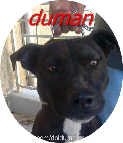 duman Dişi Amerikan Staffordshire Terrier