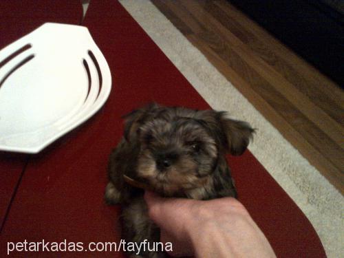 loras Erkek Yorkshire Terrier