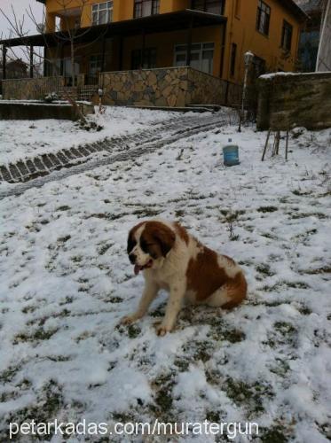 hürrem Dişi St. Bernard (Saint Bernard)