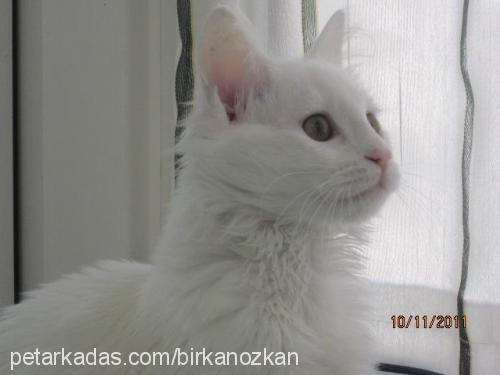 tanem Dişi Ankara Kedisi (Angora)