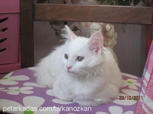 tanem Dişi Ankara Kedisi (Angora)