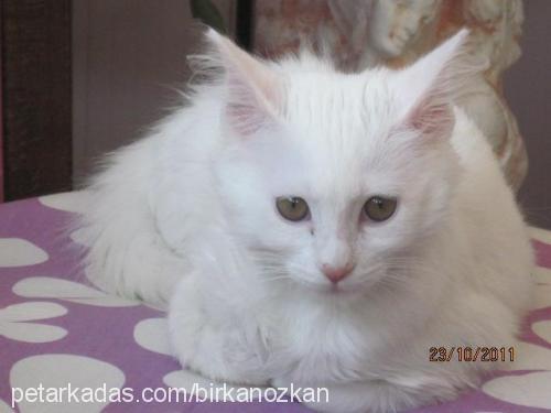 tanem Dişi Ankara Kedisi (Angora)