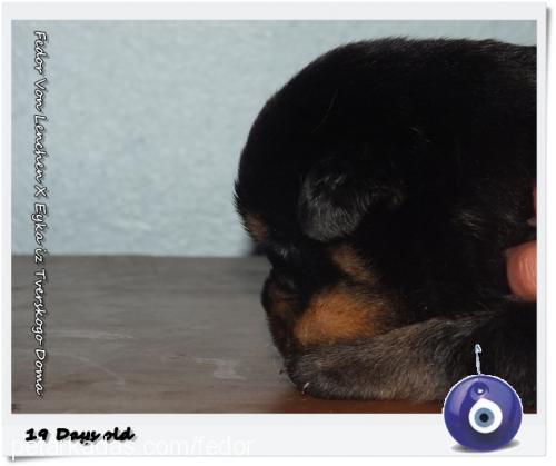 fedor-eyka-bebi Dişi Rottweiler