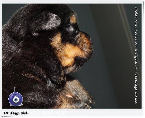 fedor-eyka-bebi Dişi Rottweiler