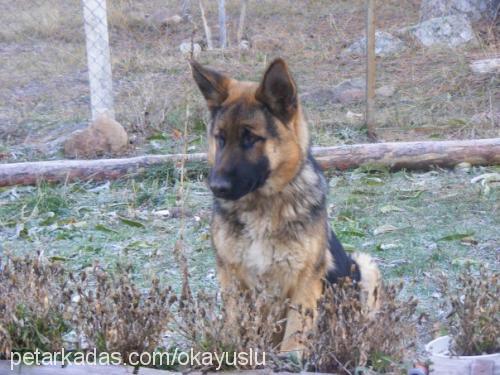 areshectorhera Erkek Alman Çoban Köpeği