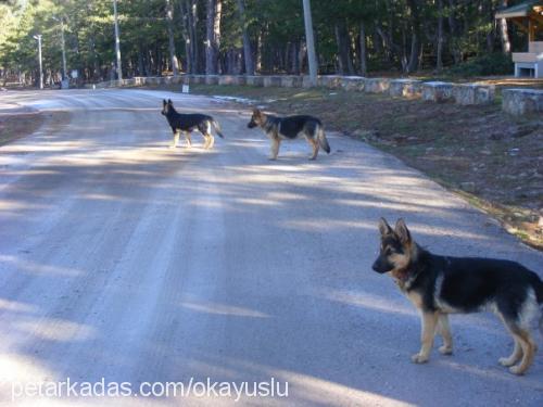 areshectorhera Erkek Alman Çoban Köpeği