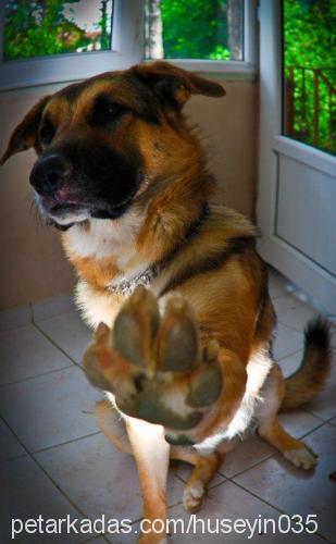 marko Erkek Alman Çoban Köpeği