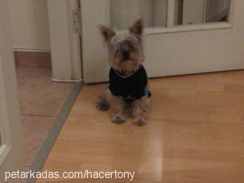 tony Erkek Yorkshire Terrier