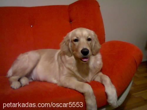 oscar Erkek Golden Retriever