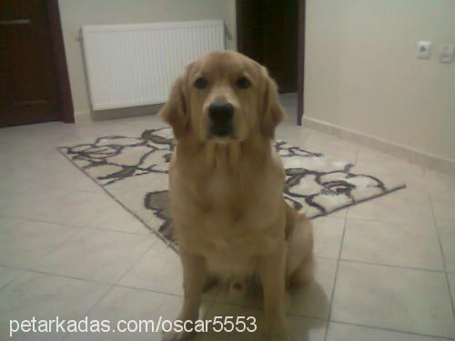 oscar Erkek Golden Retriever