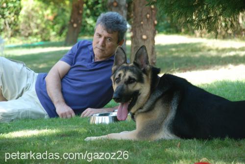 gazoz Erkek Alman Çoban Köpeği