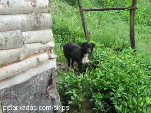 panta Erkek Karelya Ayı Köpeği