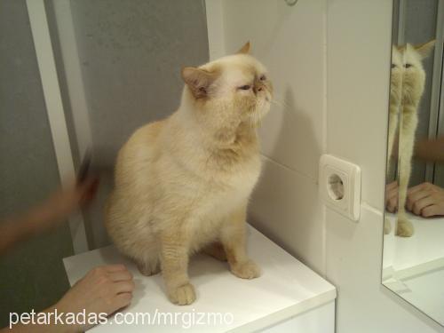 gizmo Erkek Exotic Shorthair