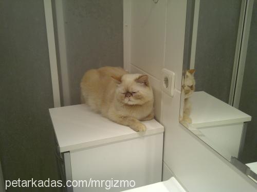 gizmo Erkek Exotic Shorthair