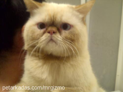 gizmo Erkek Exotic Shorthair