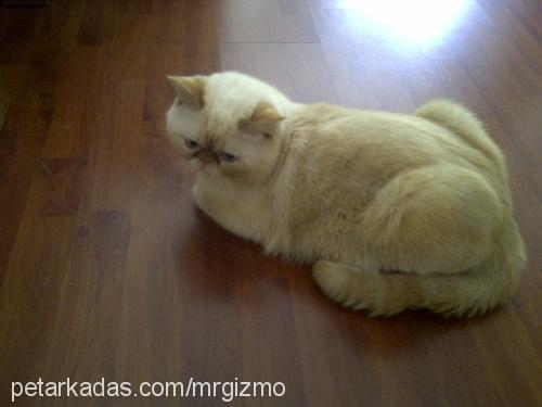 gizmo Erkek Exotic Shorthair