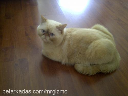 gizmo Erkek Exotic Shorthair