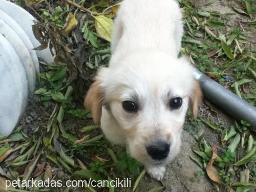 lily Dişi Golden Retriever