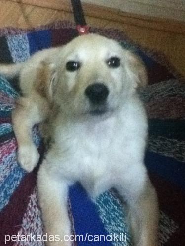 lily Dişi Golden Retriever