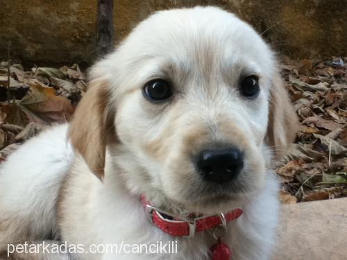 lily Dişi Golden Retriever